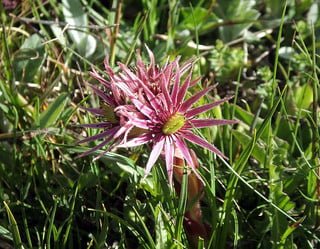 la Saint Jean et ses 7 plantes sacrées et leurs bienfaits