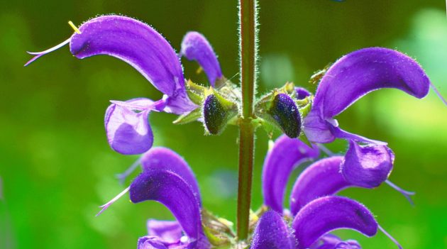 Sauge des prés Salvia pratensis lamiacée 630x351 - Plantes et Herbes : les Simples de Saint Jean - vue d'ensemble
