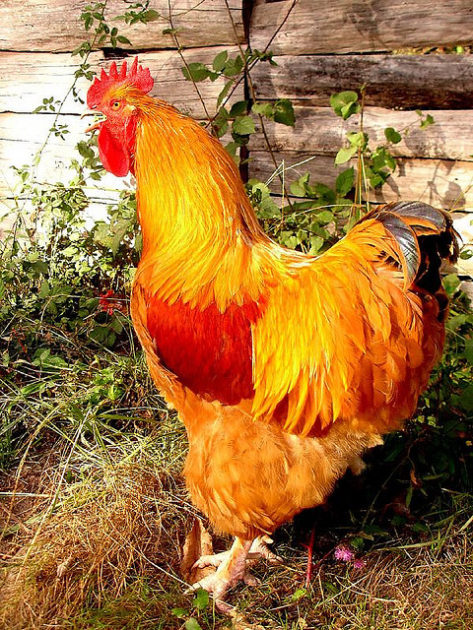 poule photo par hardworkinghippy1 473x630 - Comment élever des poules pondeuses pour avoir des œufs frais