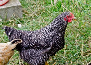 Comment élever des poules pondeuses pour avoir des œufs frais