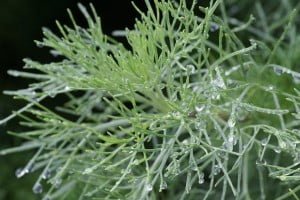 Plantes et herbes de la Saint Jean - les 27 Simples Médicinales