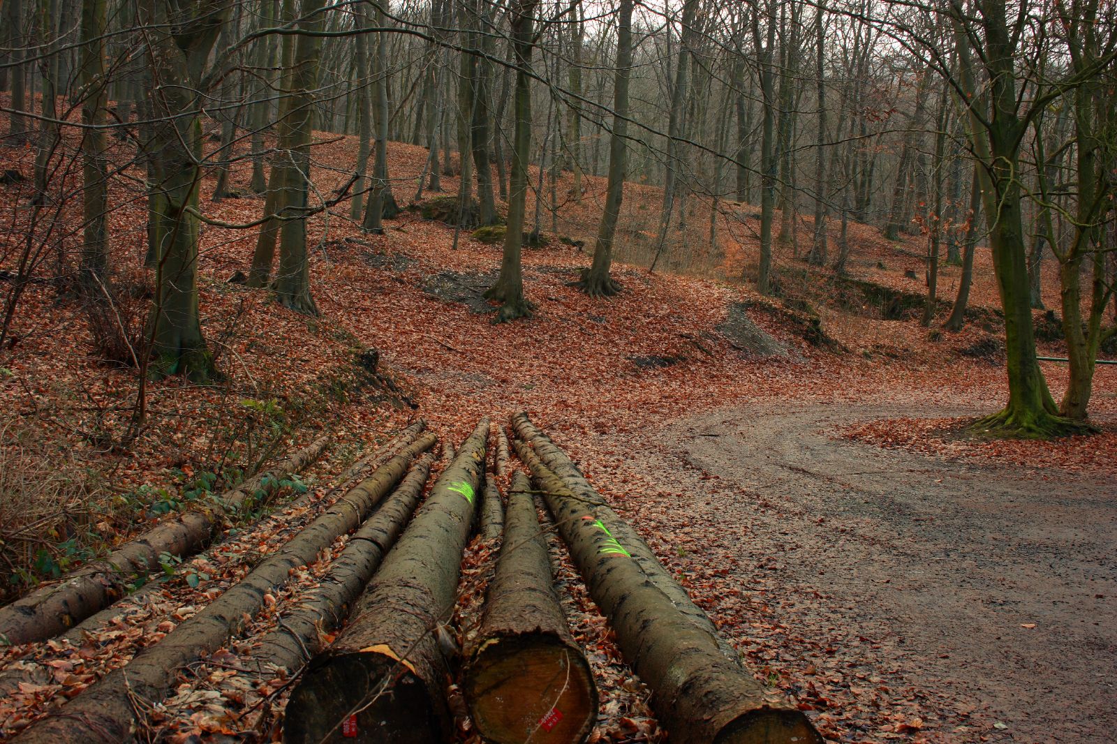 4 actions pour lutter contre la déforestation dans le monde