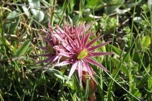  Plantes et herbes de la Saint Jean - les 27 Simples Médicinales
