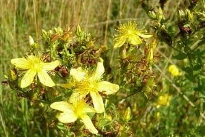  Plantes et herbes de la Saint Jean - les 27 Simples Médicinales