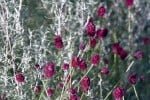  Plantes et herbes de la Saint Jean - les 27 Simples Médicinales