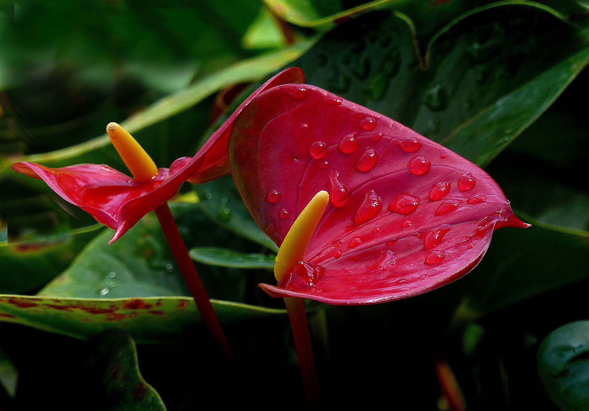 Ces plantes d'intérieur peuvent vous débarrasser des polluants