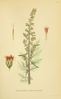 Artemisia vulgaris 1 photo par BioDivLibary e1364904031469 - L'armoise aux multiples vertus soulage les troubles digestifs
