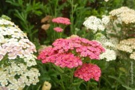 Plantes et herbes de la Saint Jean - les 27 Simples Médicinales