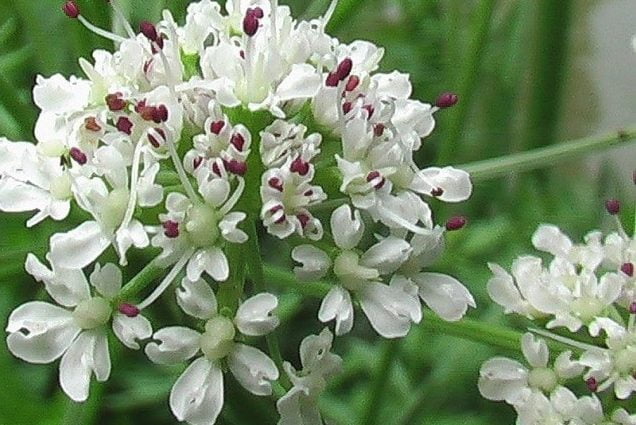 Angelica immune plant and for all daily ailments ...