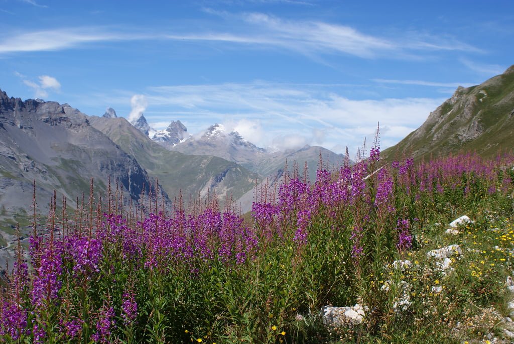 Plantes et Herbes : les Simples de Saint Jean - vue d'ensemble