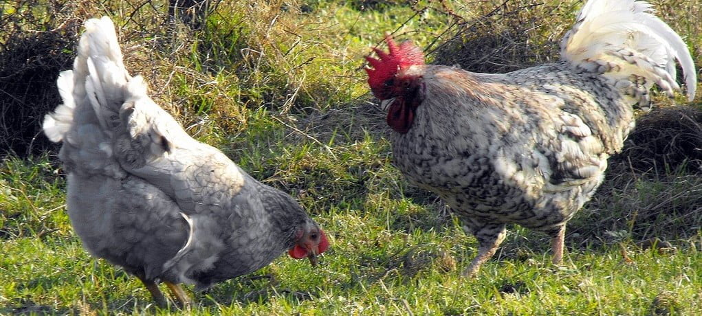 œufs de poule, important de savoir comment bien les choisir