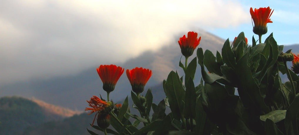 ortie,orties,médicinales,plantes médicinales,camomille,bardane,calendula,souci,pissenlit