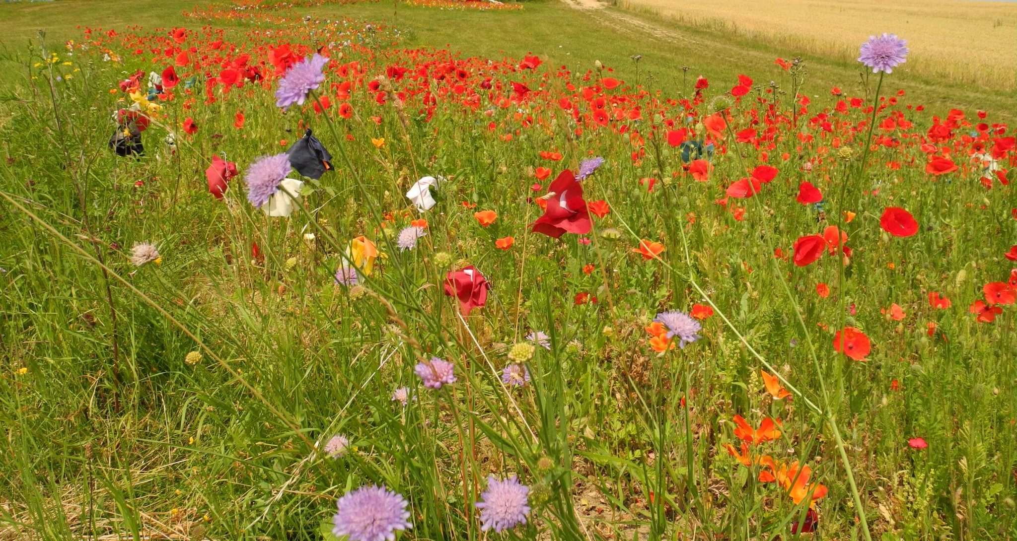 plantes médicinales, les 5 meilleures à cultiver dans votre jardin