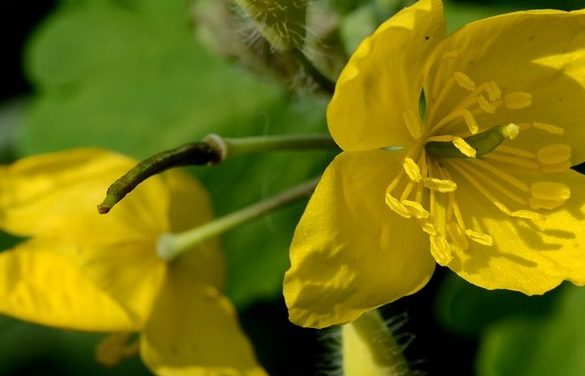 Celandine an antispasmodic and antibacterial plant |  THE ...