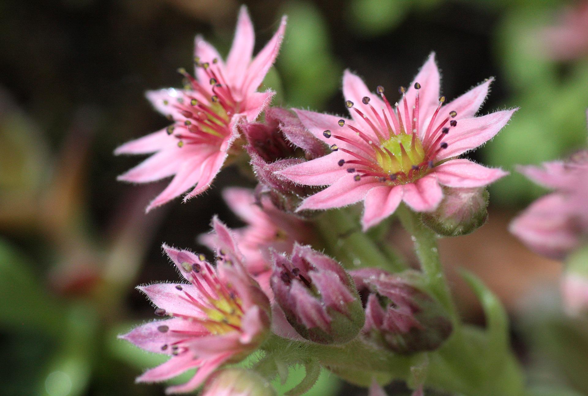 La joubarbe une plante pour la peau et contre les brûlures