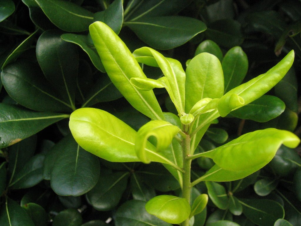 Les plantes savent aussi prendre soin de leurs progénitures