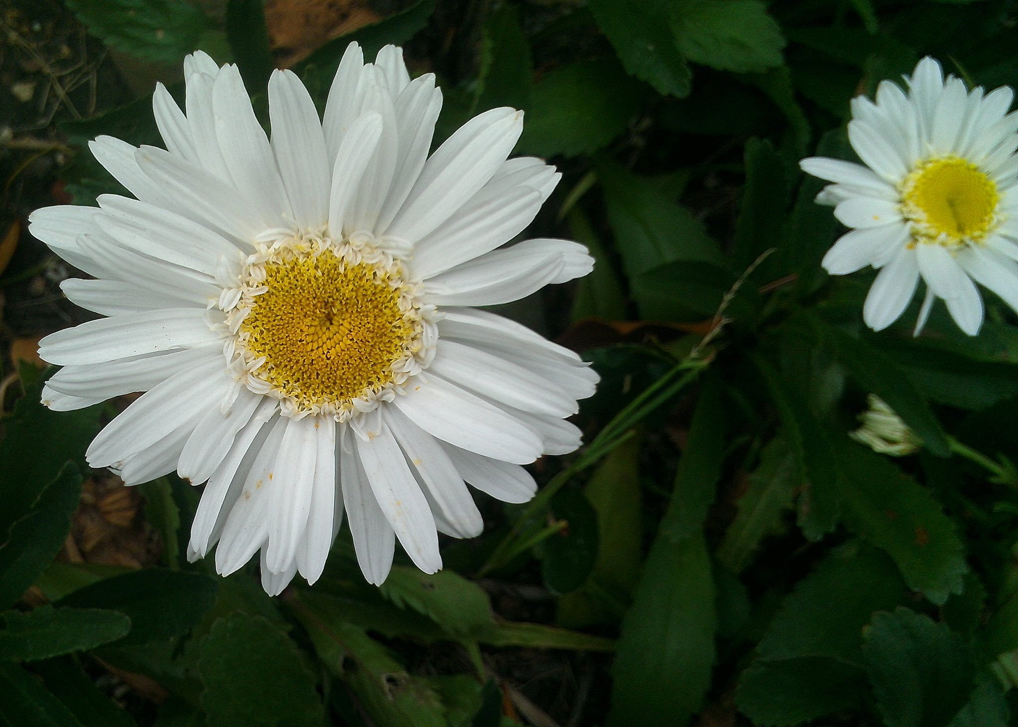 la marguerite et la pâquerette, deux plantes comestibles