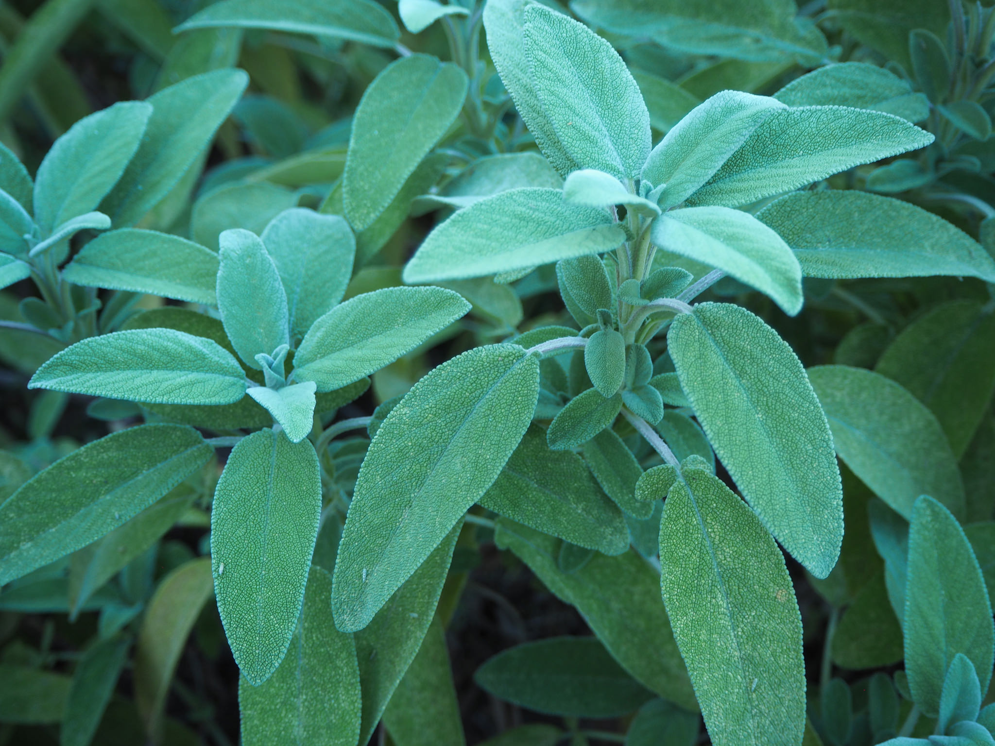 SAUGE Salvia officinalis - Plantes et herbes de la Saint Jean - les 27 Simples Médicinales
