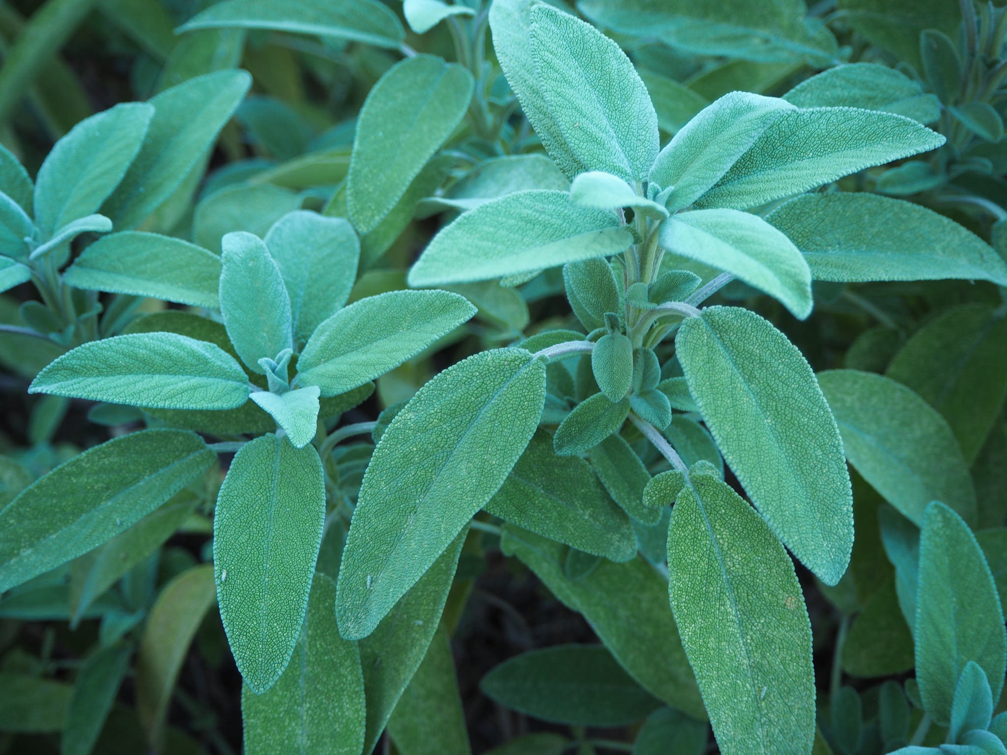 Plantes et herbes de la Saint Jean - les 27 Simples Médicinales