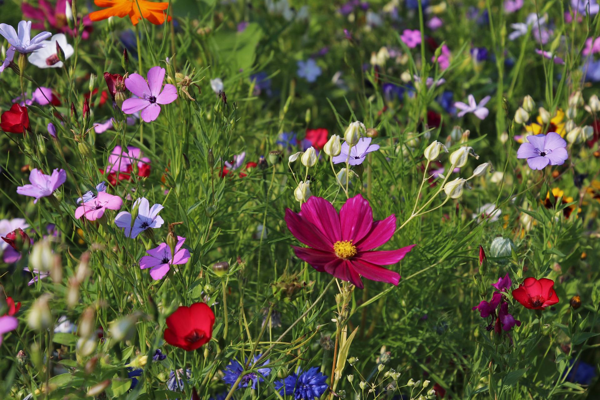 Plantes et herbes de la Saint-Jean - les 27 simples médicinales