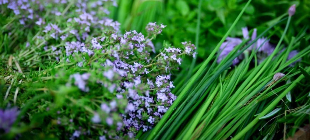 Plantes et herbes aromatiques, les 3 bonnes raisons de les manger
