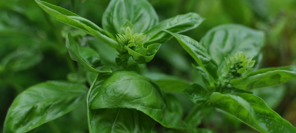 Basilic G e1431165421914 - 10 plantes aromatiques dites les simples à cultiver chez vous