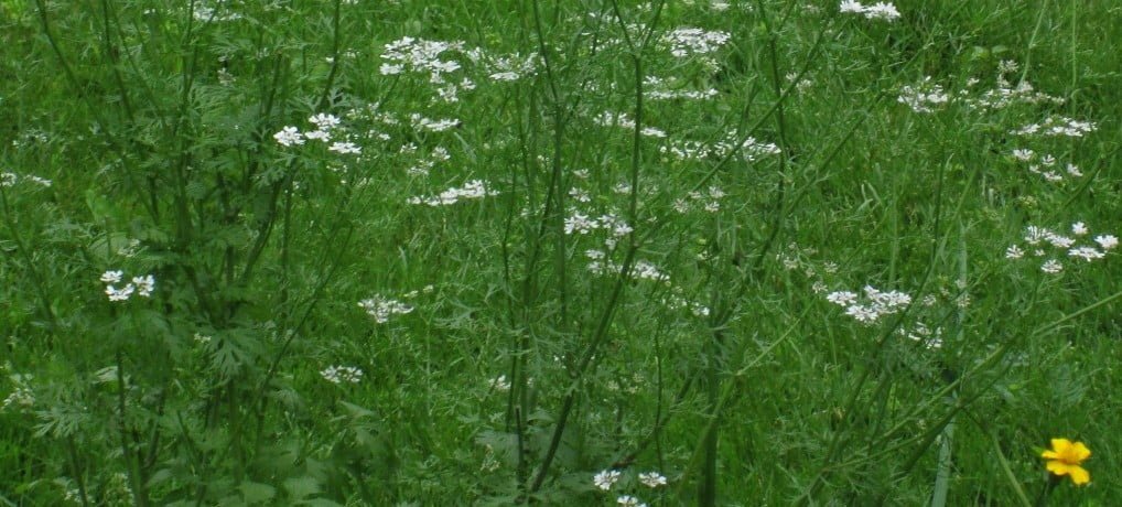 10 plantes aromatiques dites les simples à cultiver chez vous Coriandre 2 e1432713508359 - 10 plantes aromatiques dites les simples à cultiver chez vous