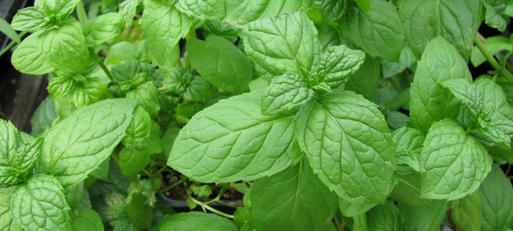 Menthe verte G e1431163717226 - 10 plantes aromatiques dites les simples à cultiver chez vous