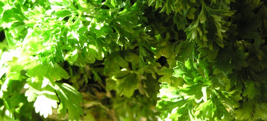 Persil G e1431164154150 - 10 plantes aromatiques dites les simples à cultiver chez vous