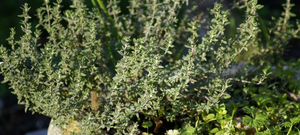 Thym G e1431165227438 - 10 plantes aromatiques dites les simples à cultiver chez vous