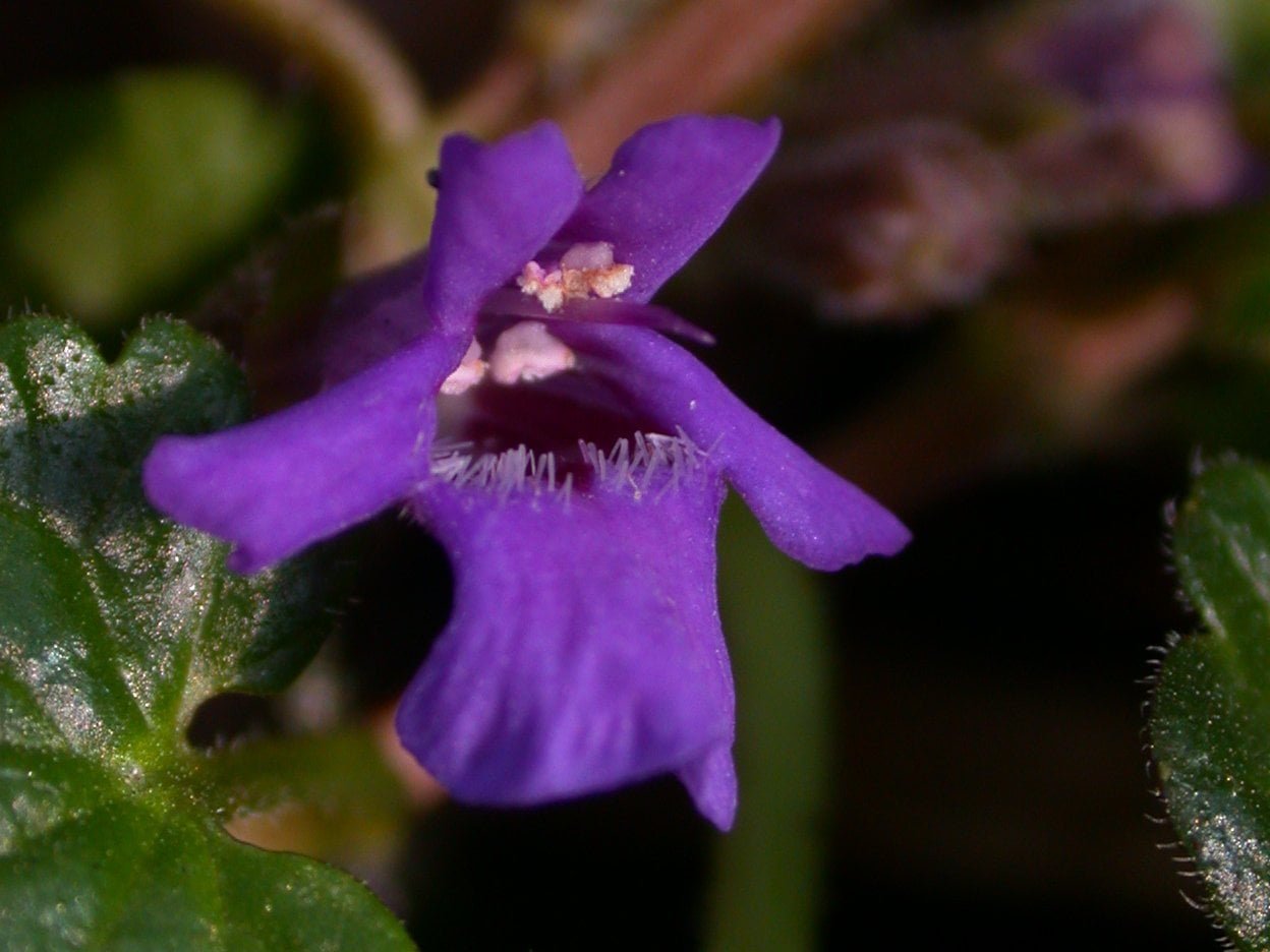 Le lierre terrestre, une super et délicieuse plante aromatique