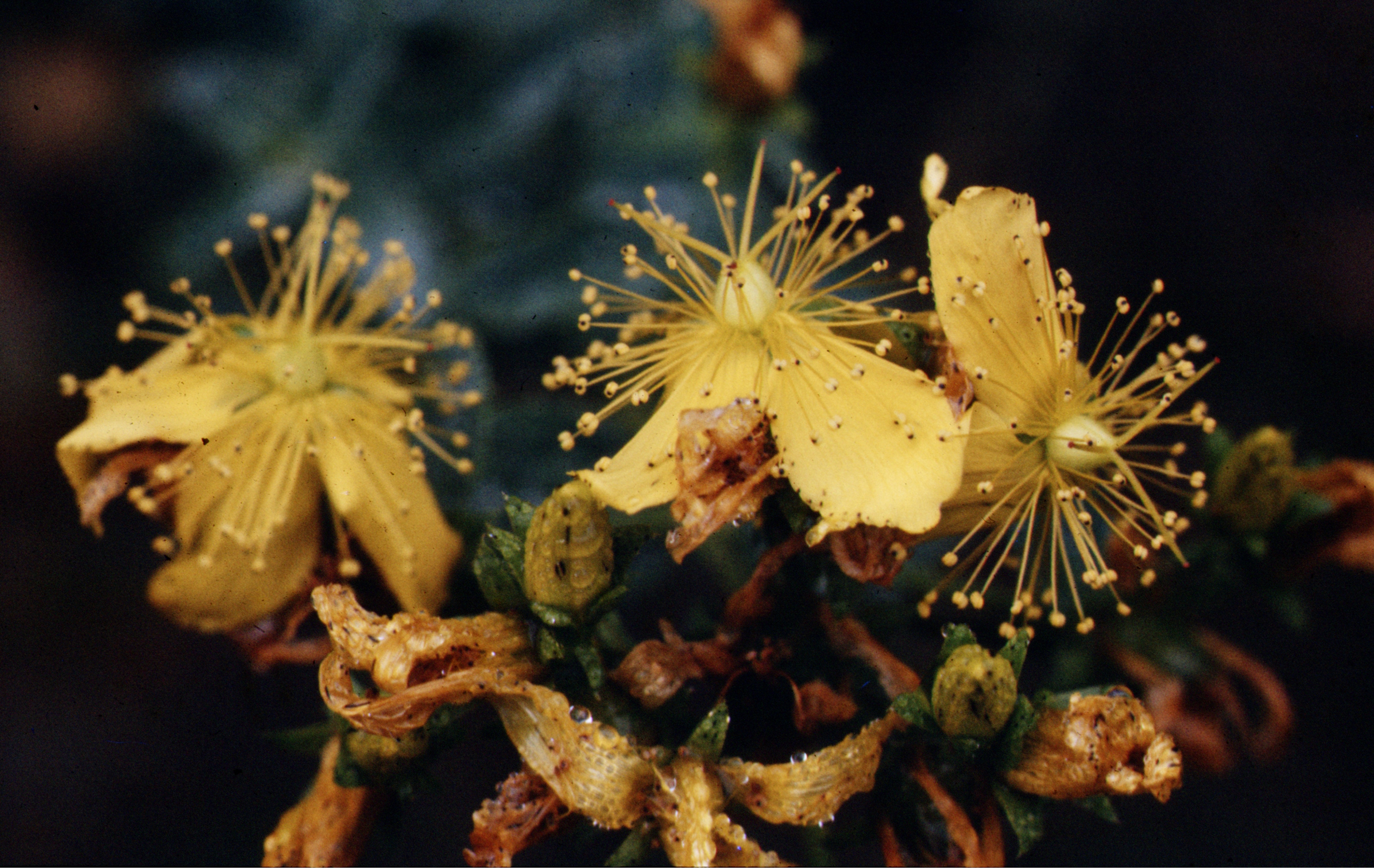 le millepertuis et les plantes magiques de la Saint-Jean - vidéo