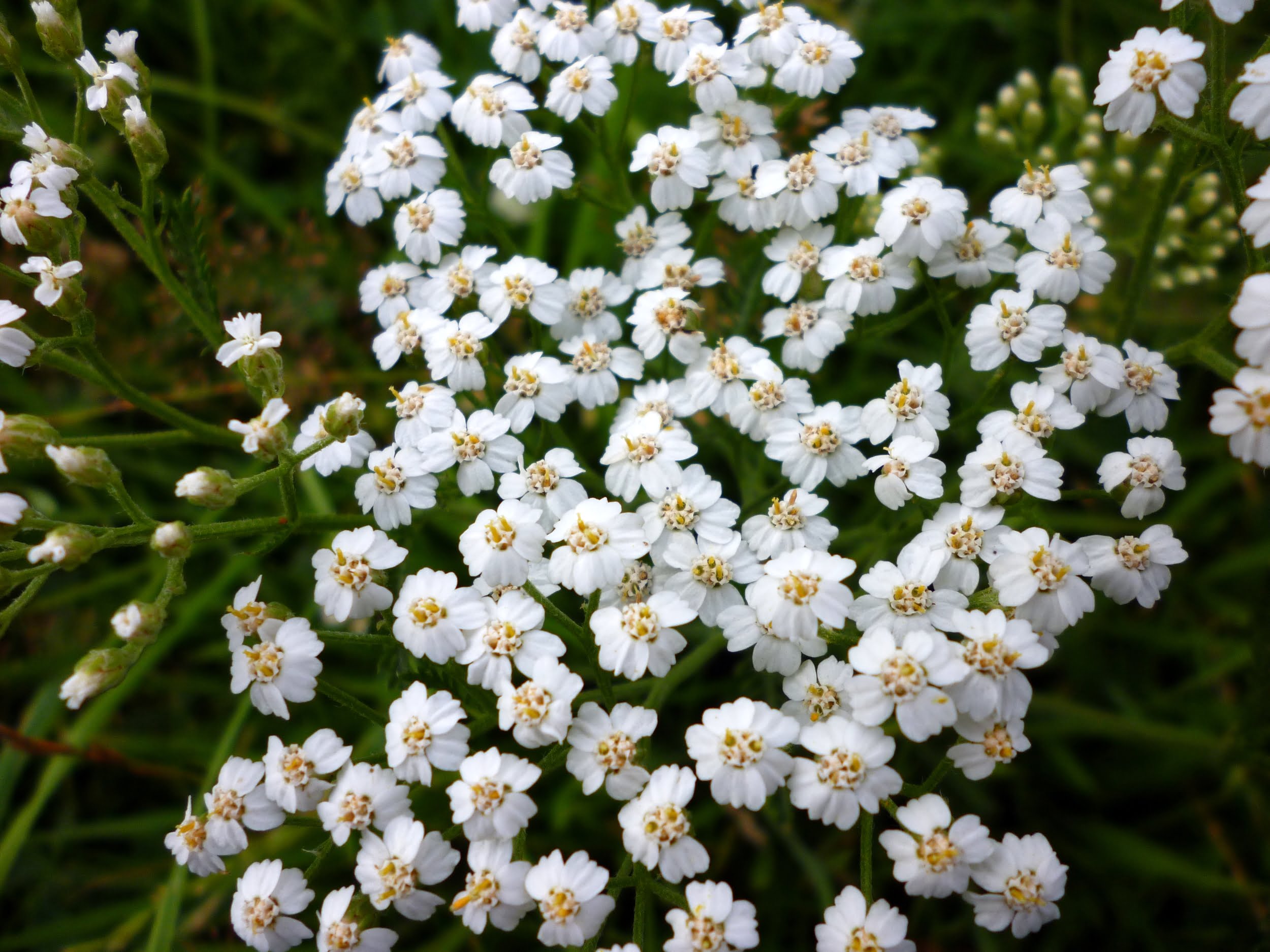 achillée millefeuille qu'elles sont les vertus avérées