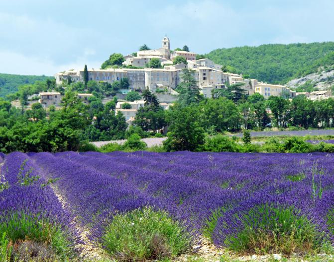 Comment aller cueillir les plantes et herbes de la saint jean