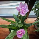 9 plantes médicinales et leurs recettes pour soulager la douleur
