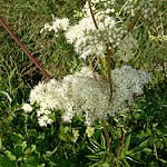9 plantes médicinales et leurs recettes pour soulager la douleur