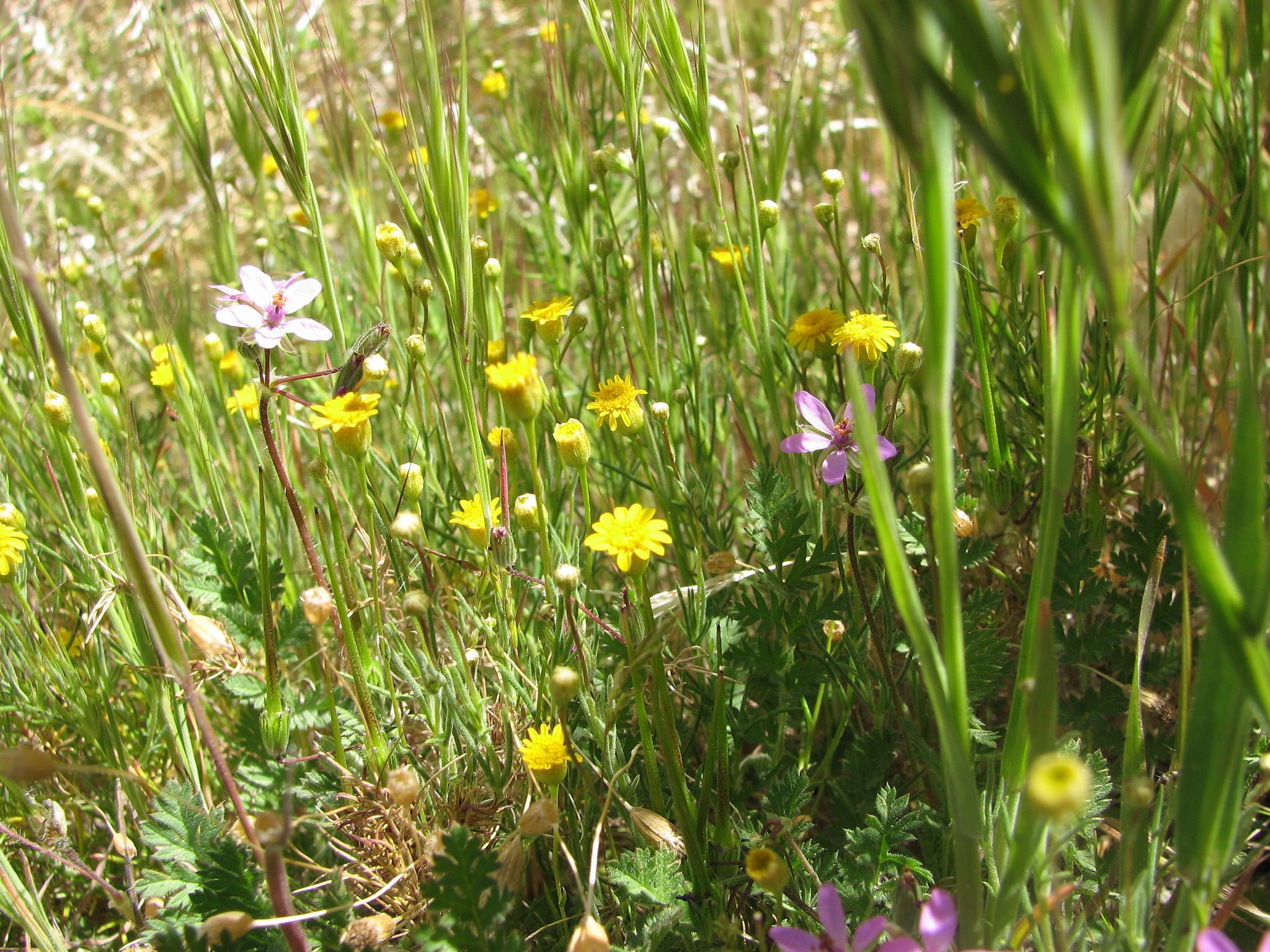 recette,médicinales,propriété,curcuma,armoise,menthe poivrée,arnica