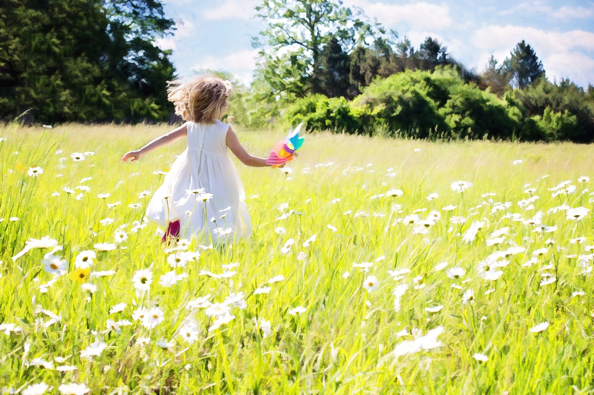 La Marguerite - une herbe de Saint-Jean aux multiples bienfaits