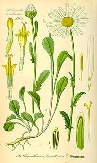 la marguerite et la pâquerette, deux plantes comestibles