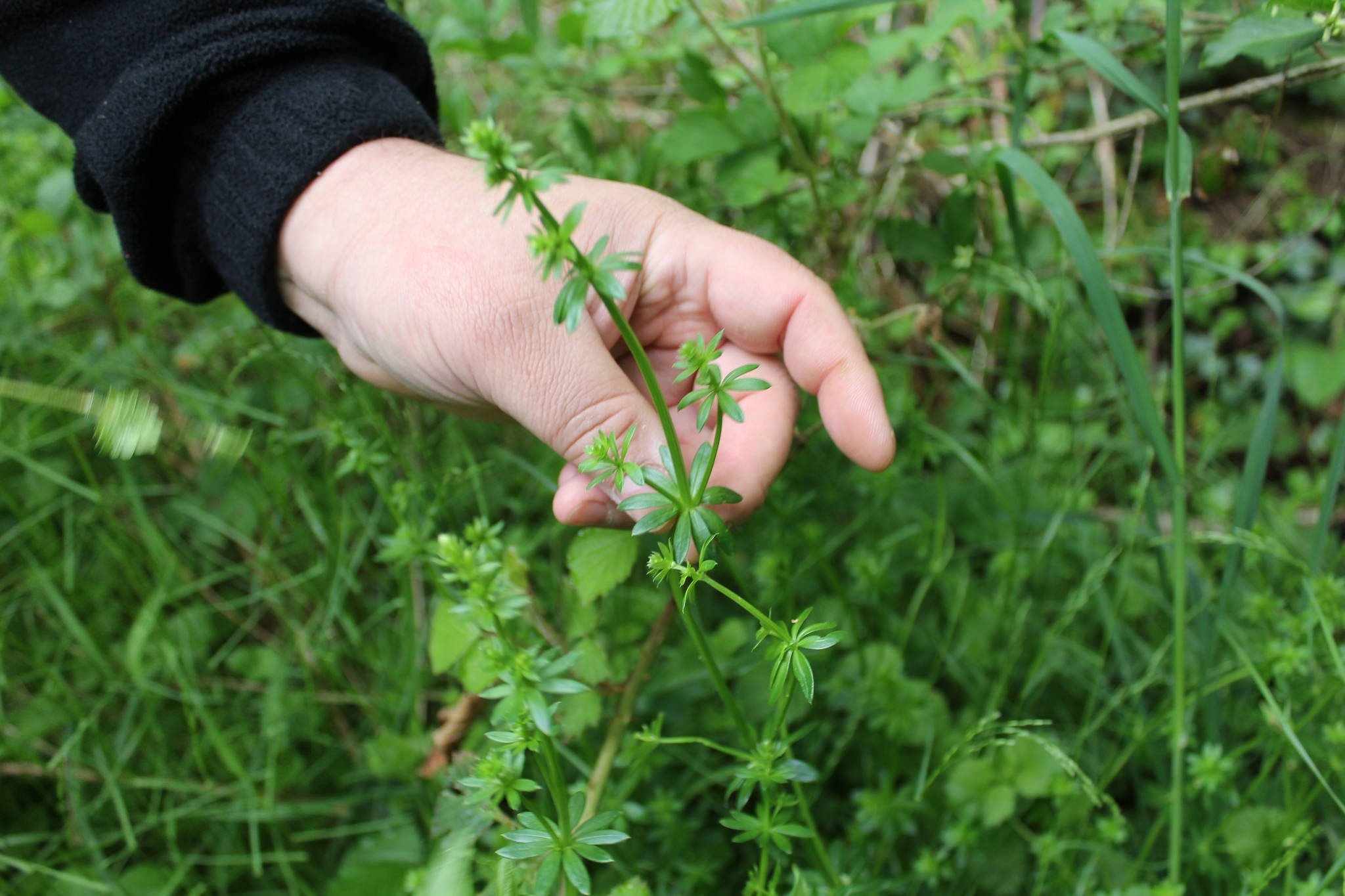 4 plantes sauvages comestibles à découvrir dans nos sous-bois