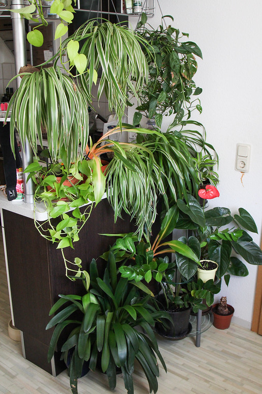 CHLOROPHYTUM - Canicule : 9 plantes qui garderont l'air frais dans votre maison