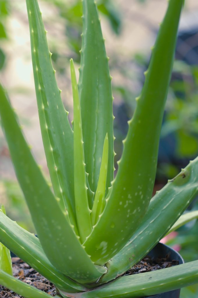 Canicule : 9 plantes qui garderont l'air frais dans votre maison