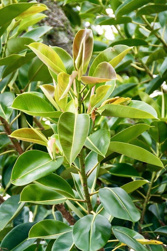 Canicule : 9 plantes qui garderont l'air frais dans votre maison