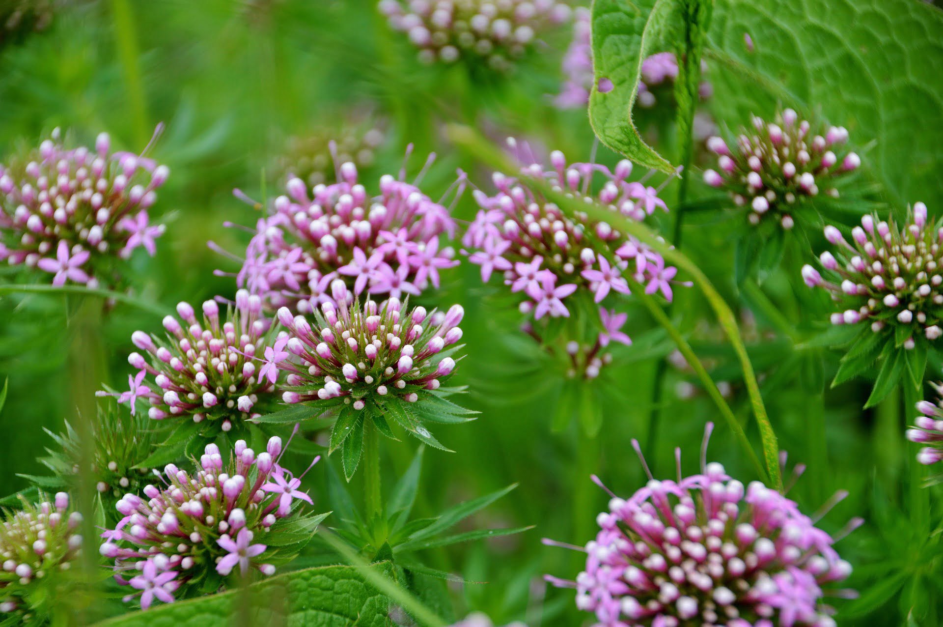 L'Angélique une cousine des 7 plantes sacrées de la Saint Jean