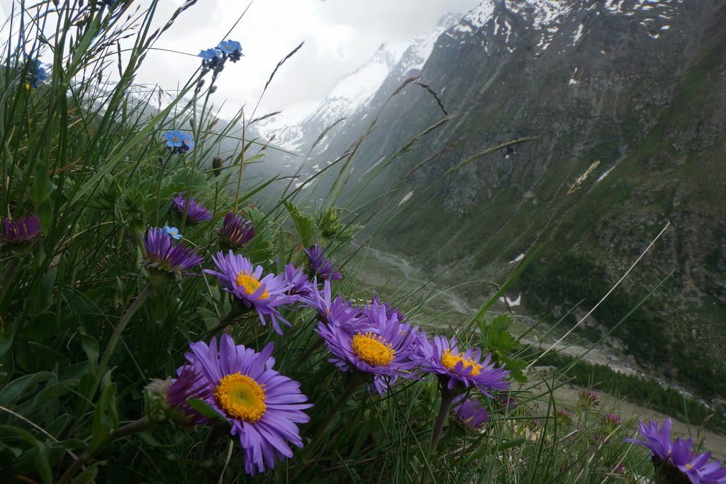 Plantes sauvages médicinales à cueillir en balade à la campagne.