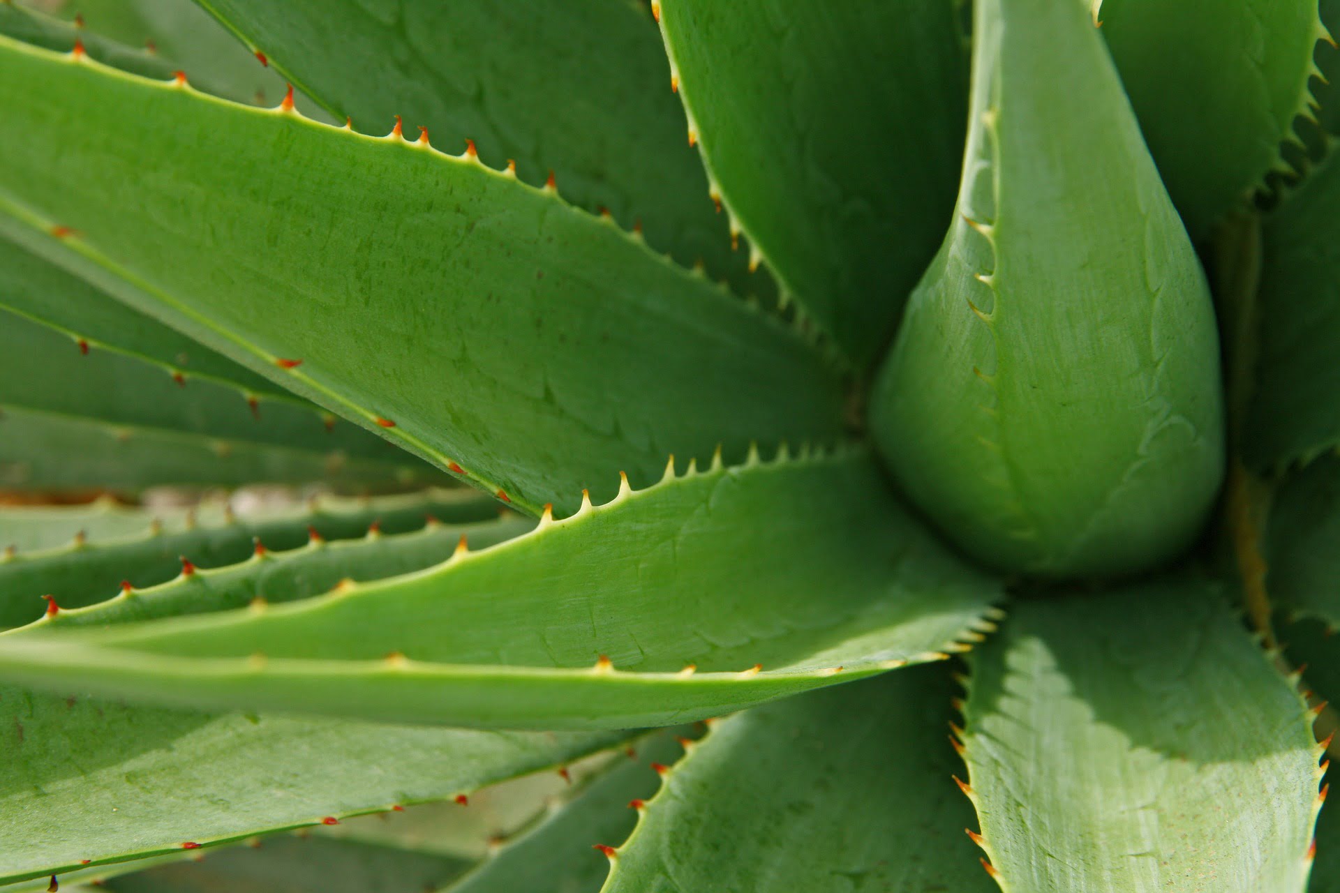 L'aloe vera : Connaissez-vous ses 4 principales vertus ?